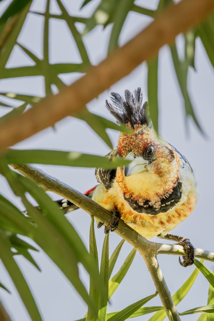 crested_barbet.jpg