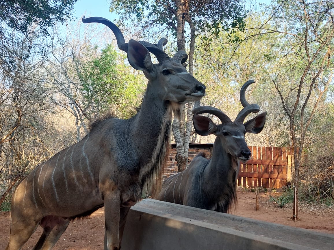 kudu_marloth_3.jpg